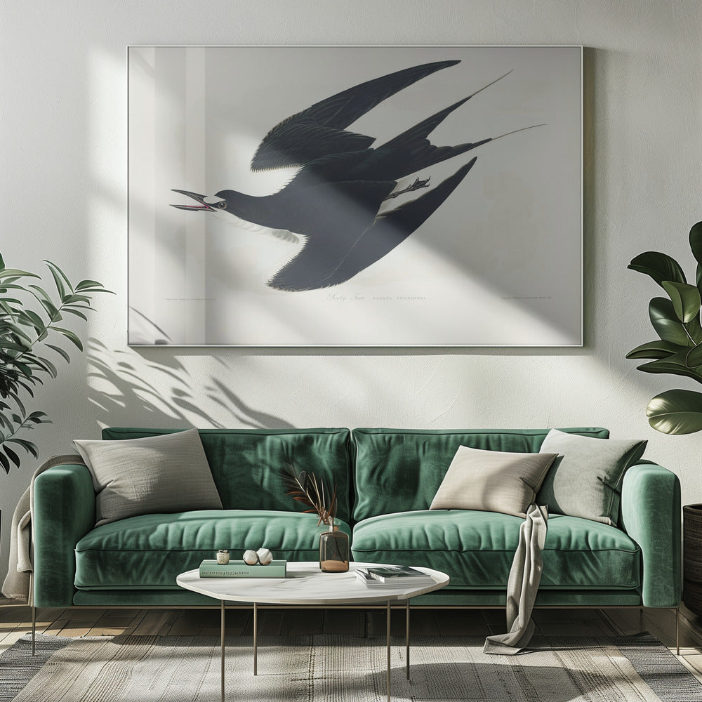 Bonte stern uit Birds of America (1827) | Canvas