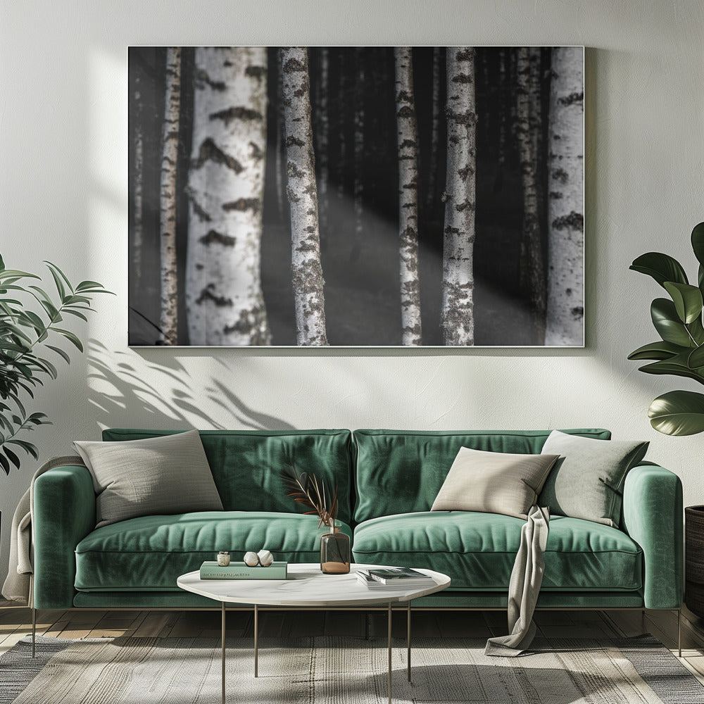 Berkenbomen 8 | Canvas