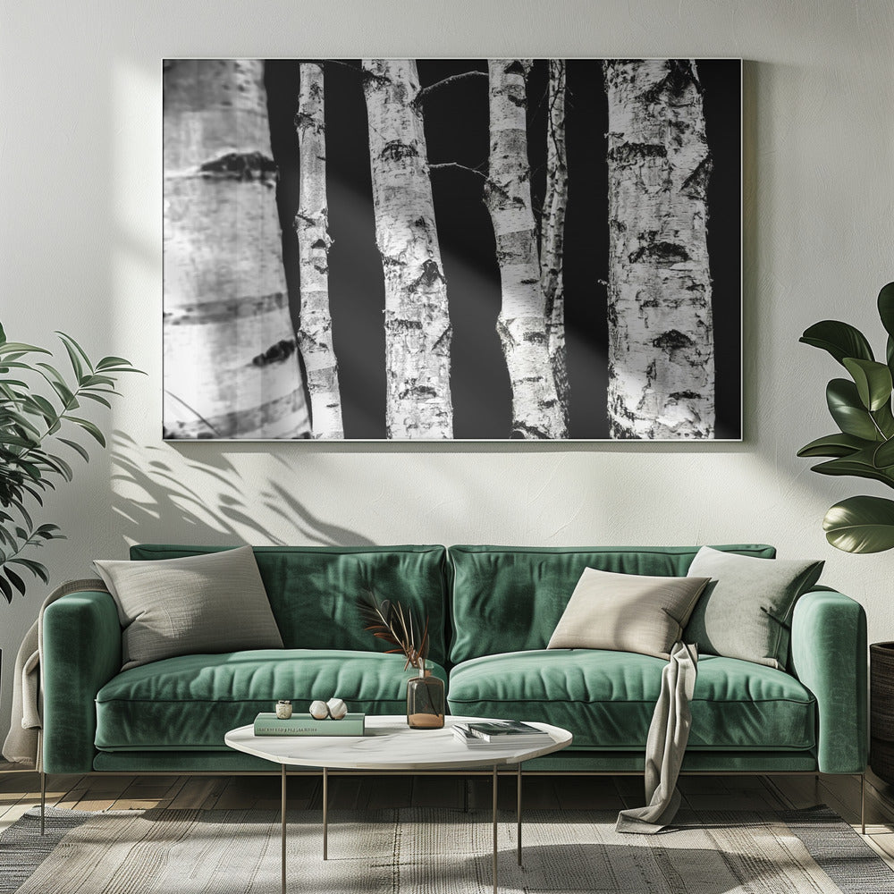 Berkenbomen | Canvas