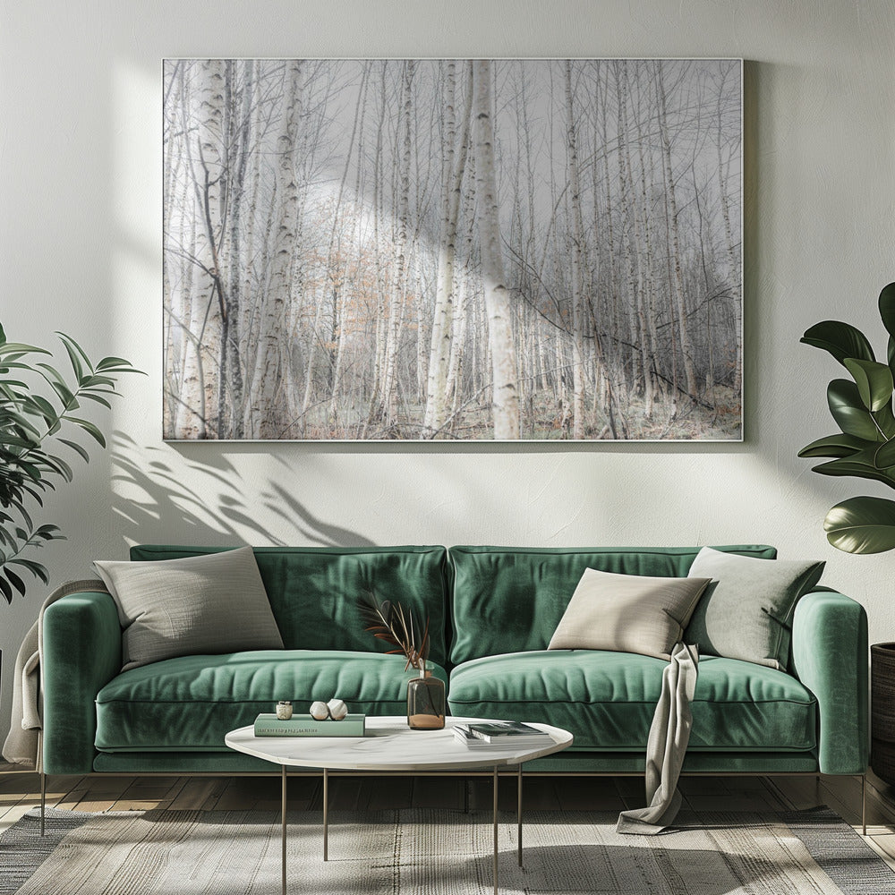 Berkenbomen 9 | Canvas