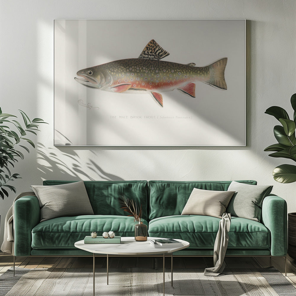 Mannelijke beekforel | Canvas