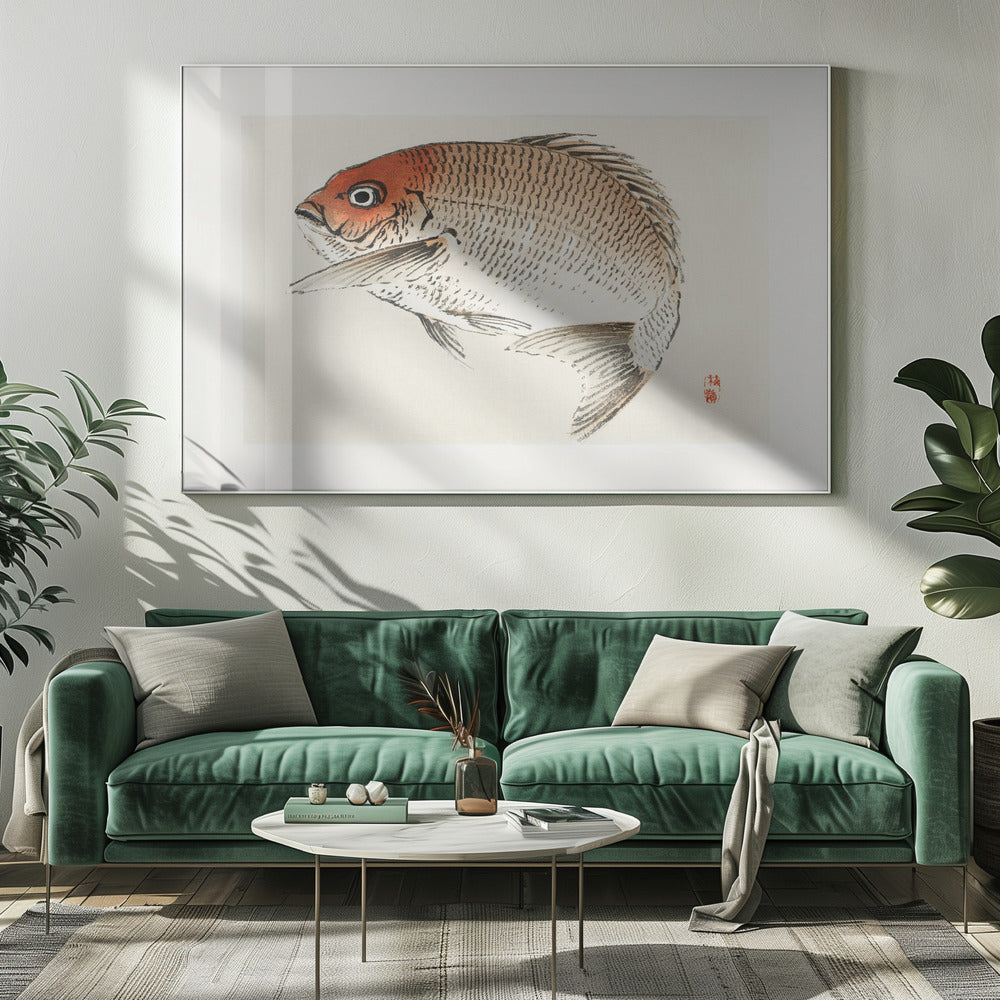 Tai (rode zeebrasem) vis | Canvas