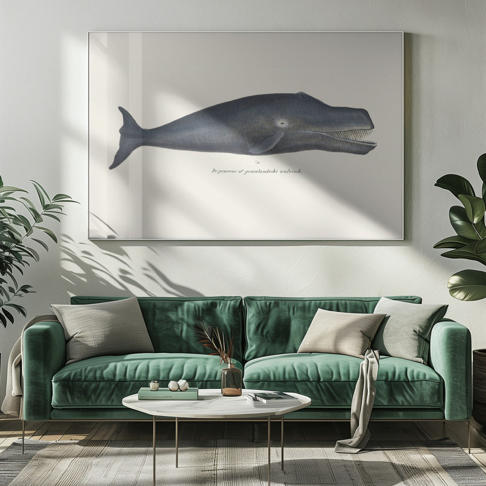 Walvis I Antieke handgekleurde zeelevenlithografie 1824 | Canvas
