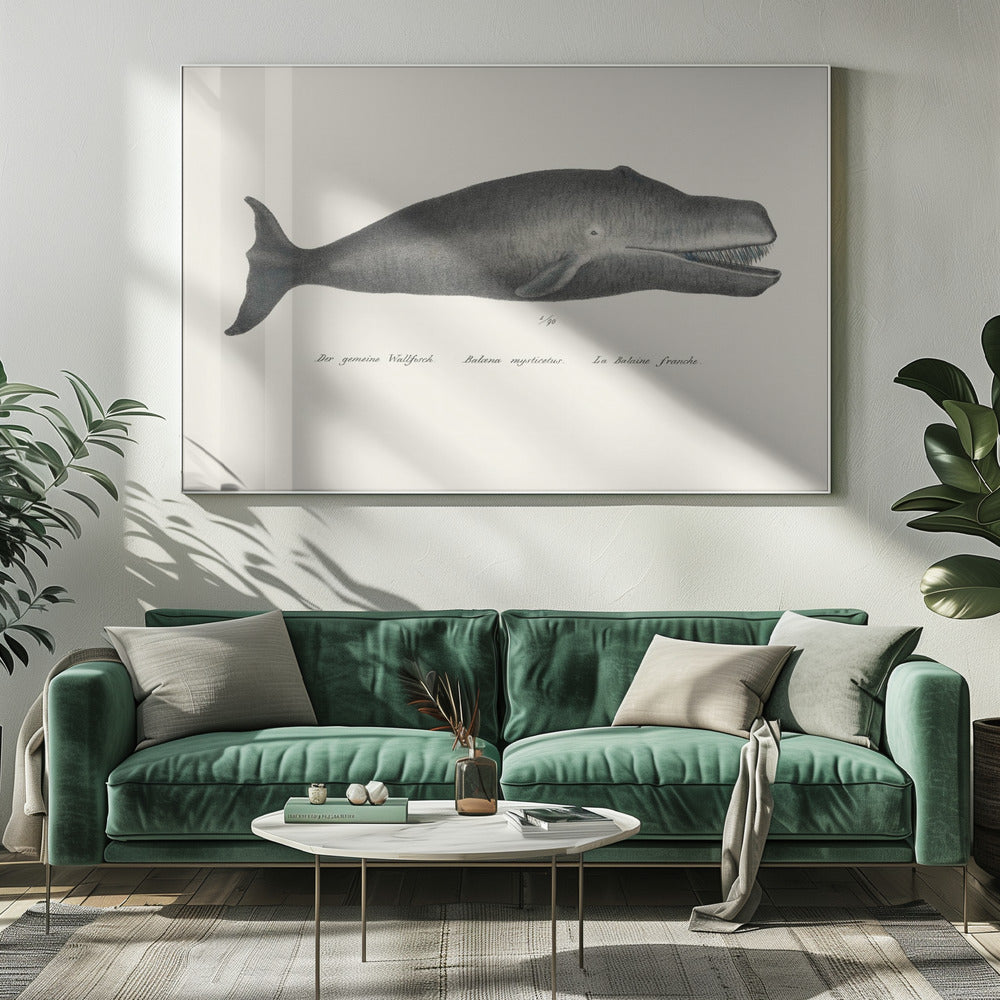 Walvis II antieke handgekleurde zeelevenlithografie 1824 | Canvas