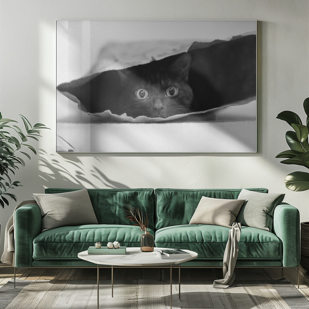 Kat in de zak | Canvas