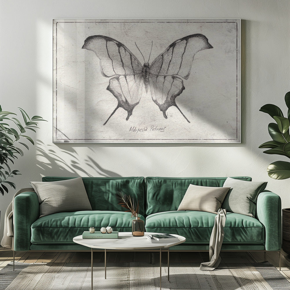 Marpesia Petreus | Canvas