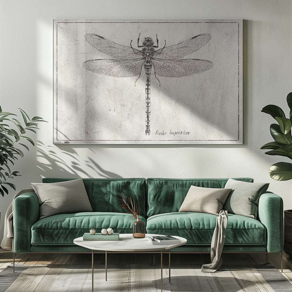 Majesteit in Vlucht Anax Imperator | Canvas