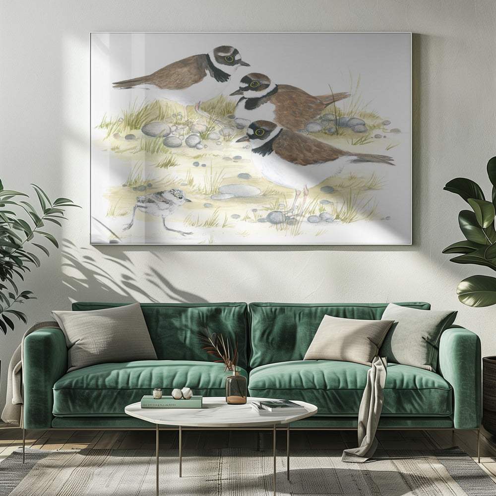 Plevieren | Canvas