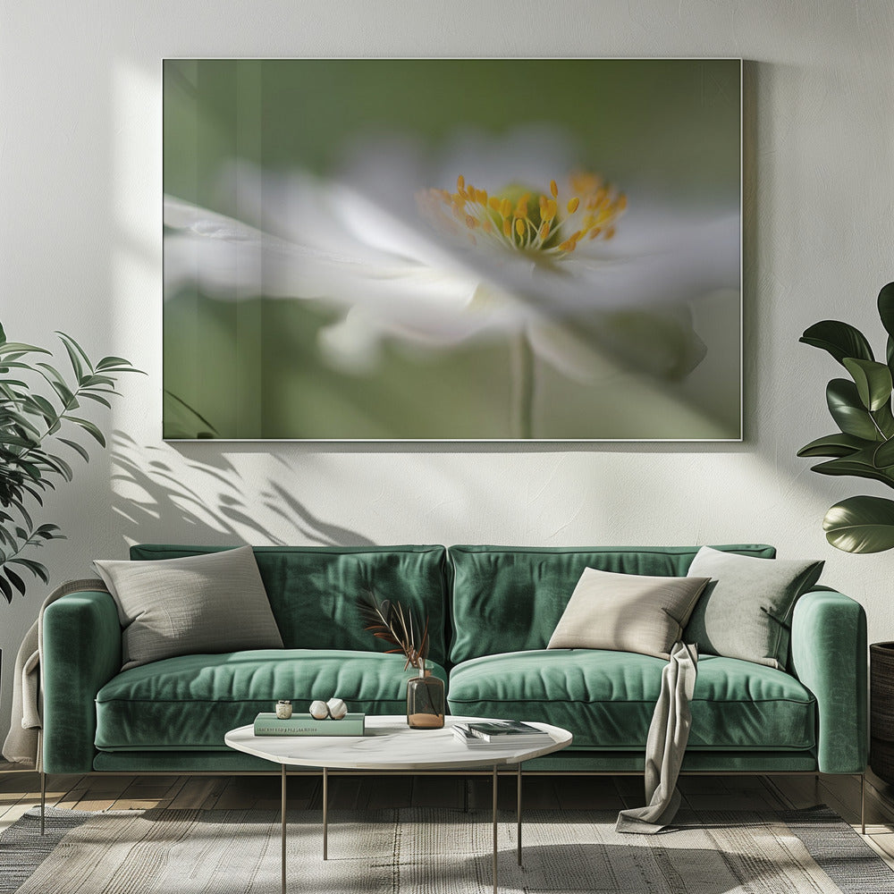 Witte anemoon | Canvas