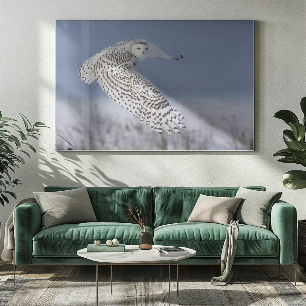 Sneeuwuil | Canvas
