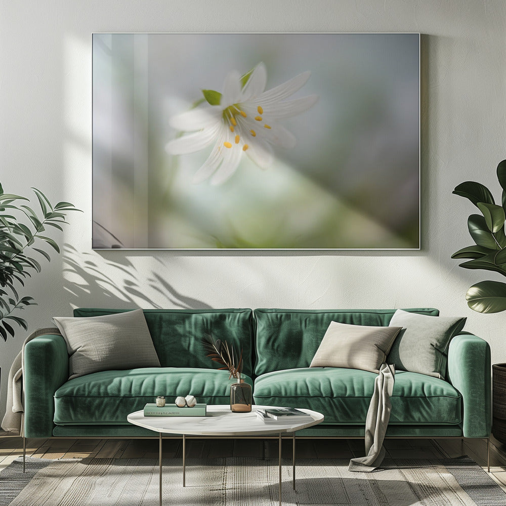 Lente-steekkruid | Canvas