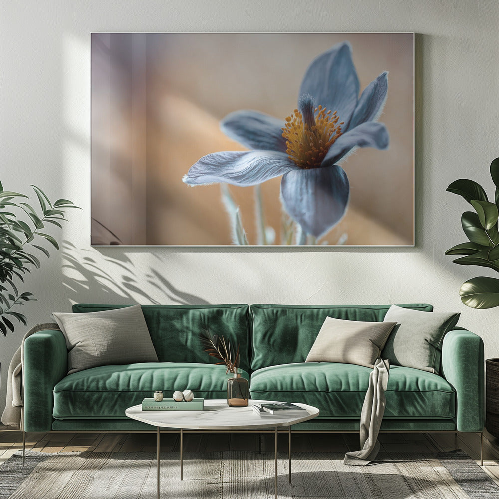 Pasque | Canvas
