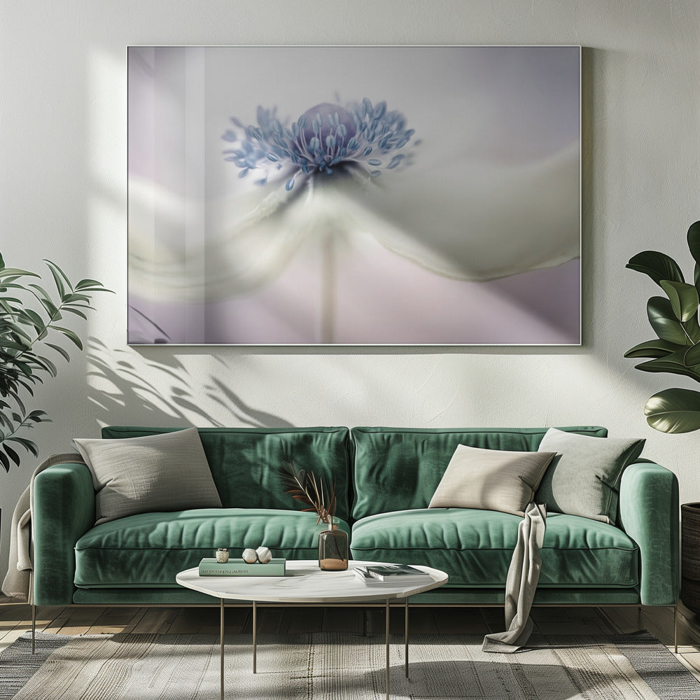 anemoon | Canvas