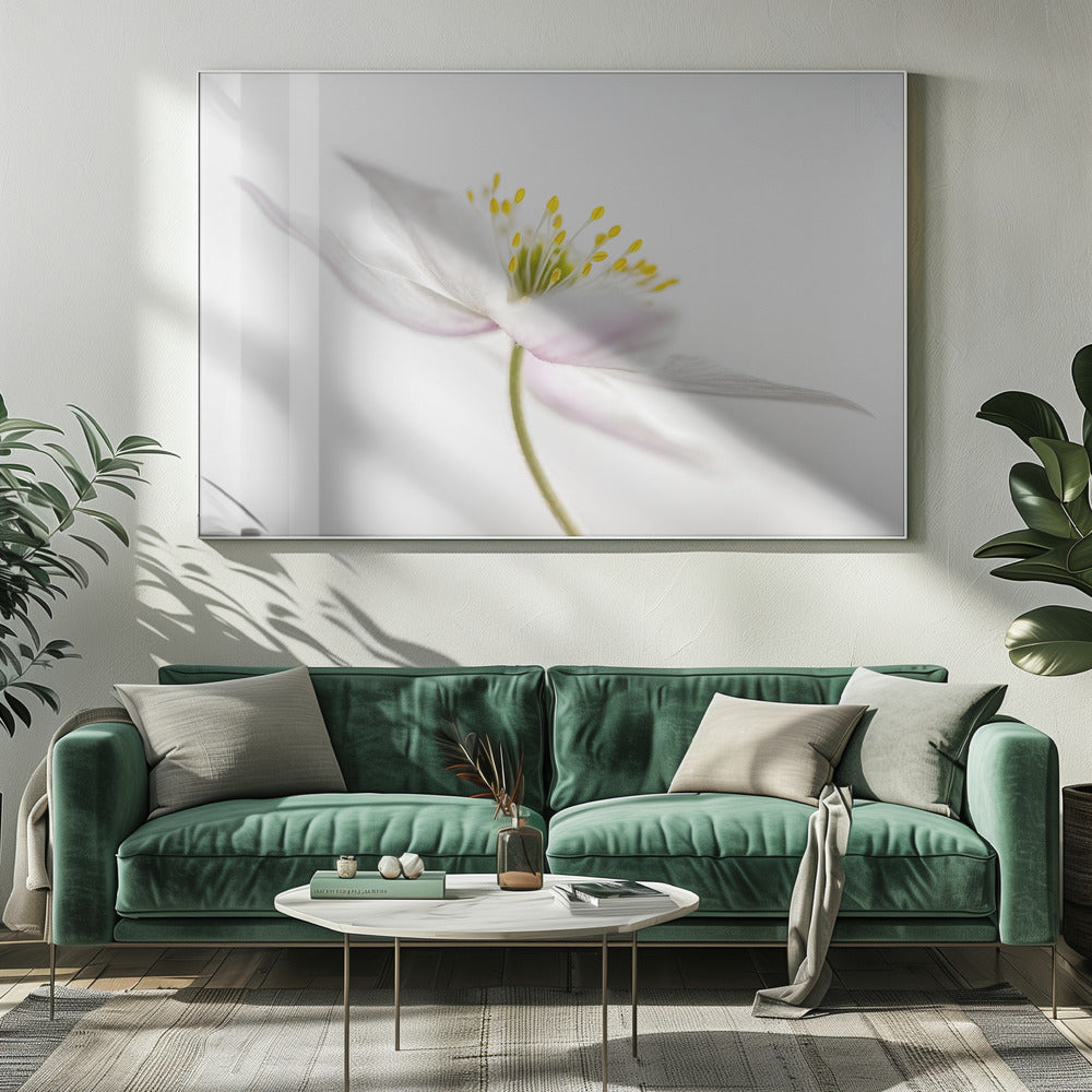 Nemorosa** | Canvas