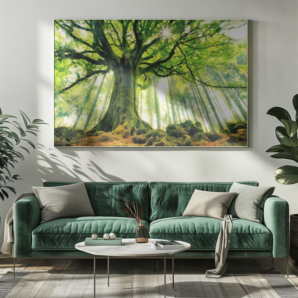 Ponthus' Beuk | Canvas