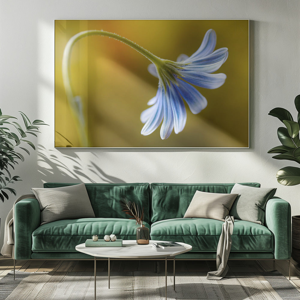 Kaapse Madelief | Canvas