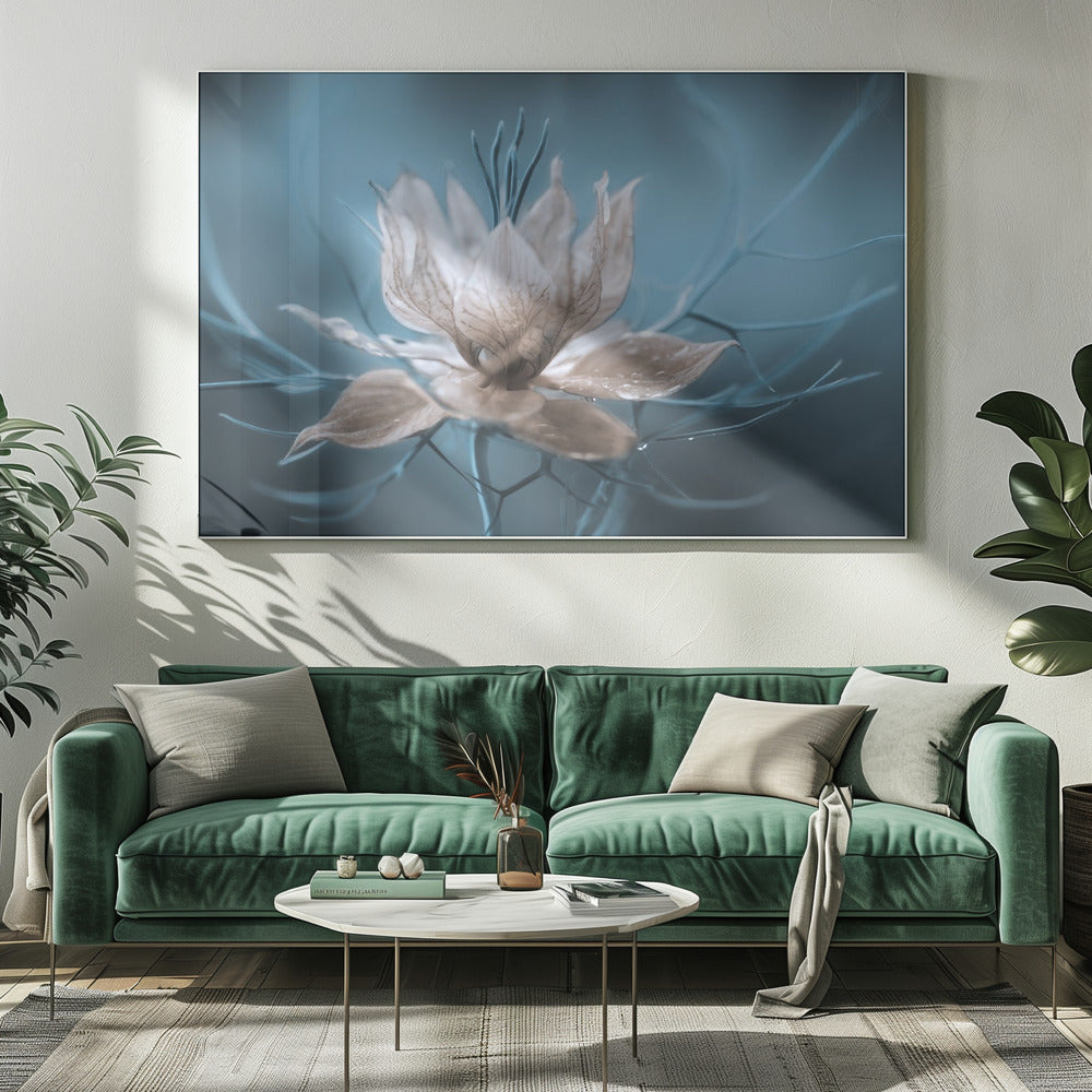 *Nigella* | Canvas