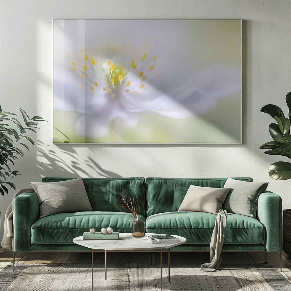 Anemoon Schoonheid | Canvas