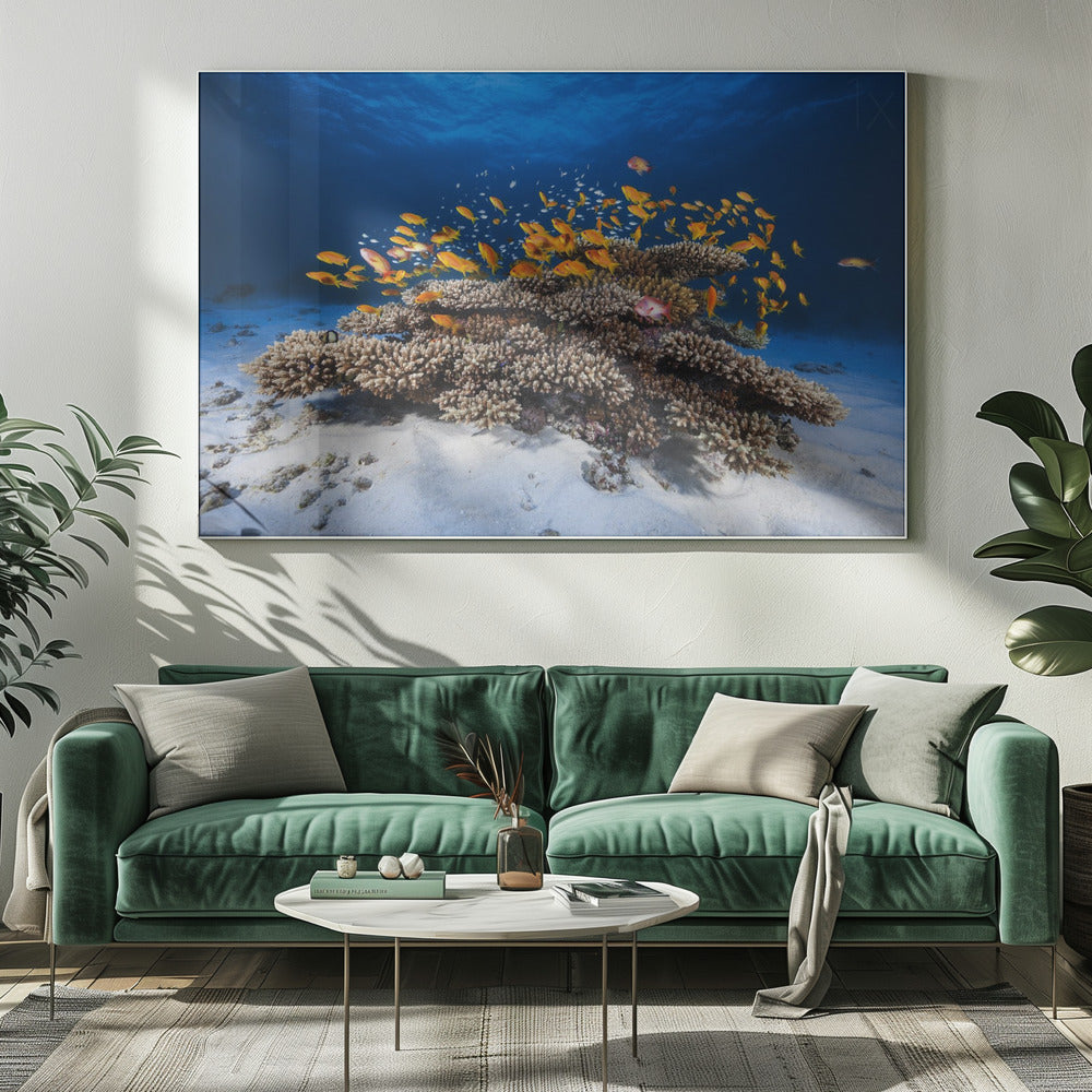 Zeeleven | Canvas