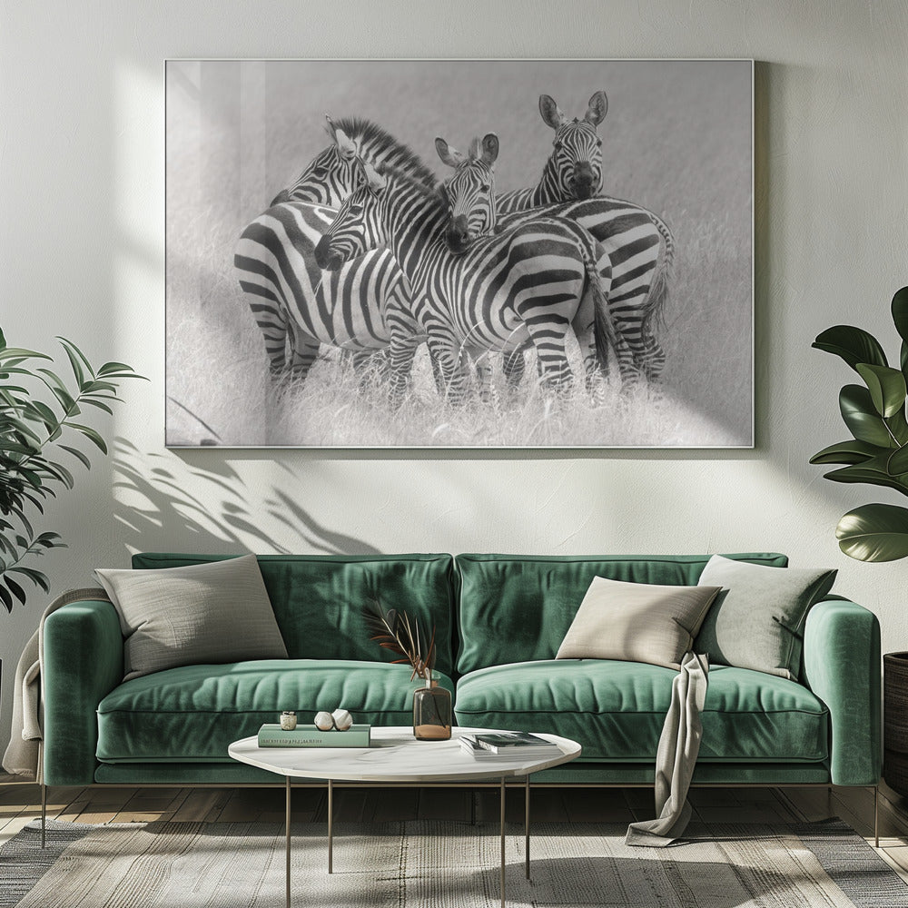 Zebra's | Canvas