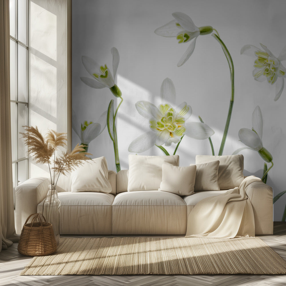 Lente Sneeuwklokjes | Behang