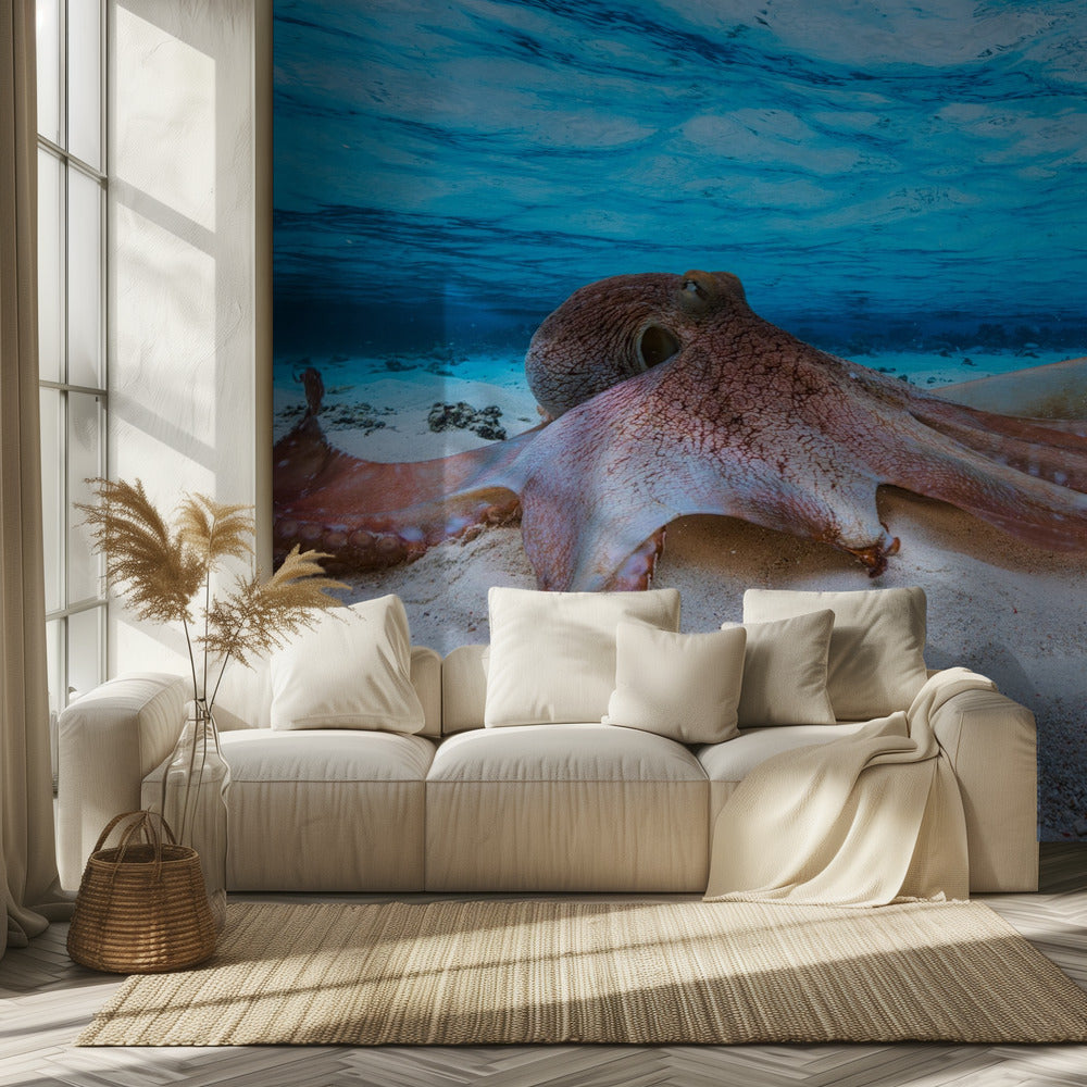 Octopus | Achtergrond