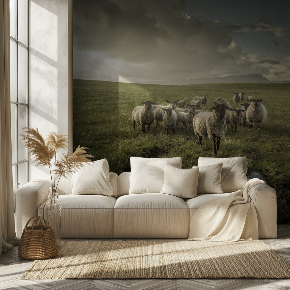 Schapen | Behang