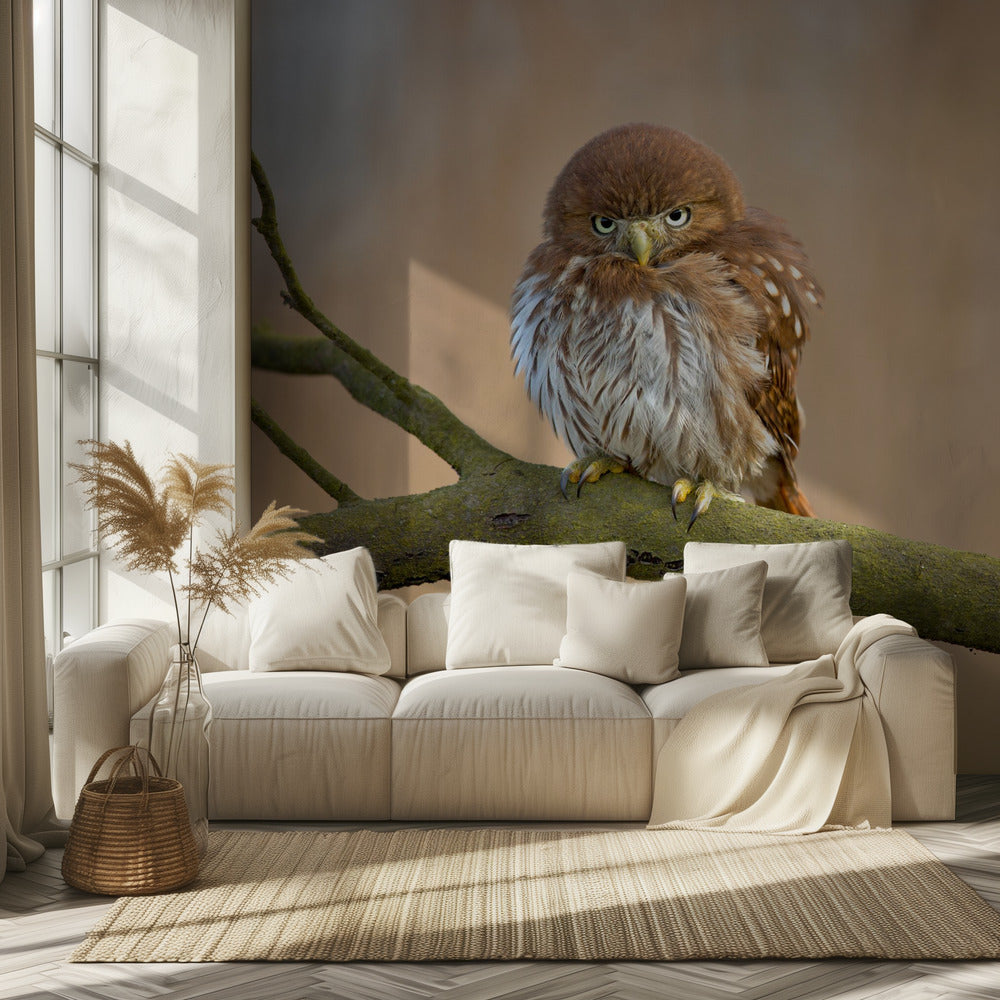 Ferruginous pygmy owl | Wallpaper