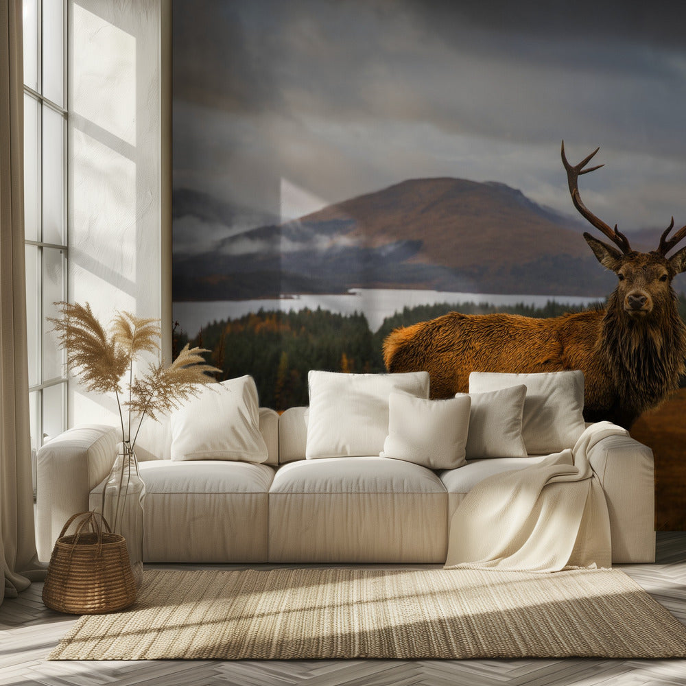 Schotse hert | Behang