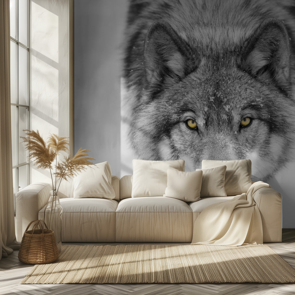 Gele ogen - Timber Wolf | Achtergrond