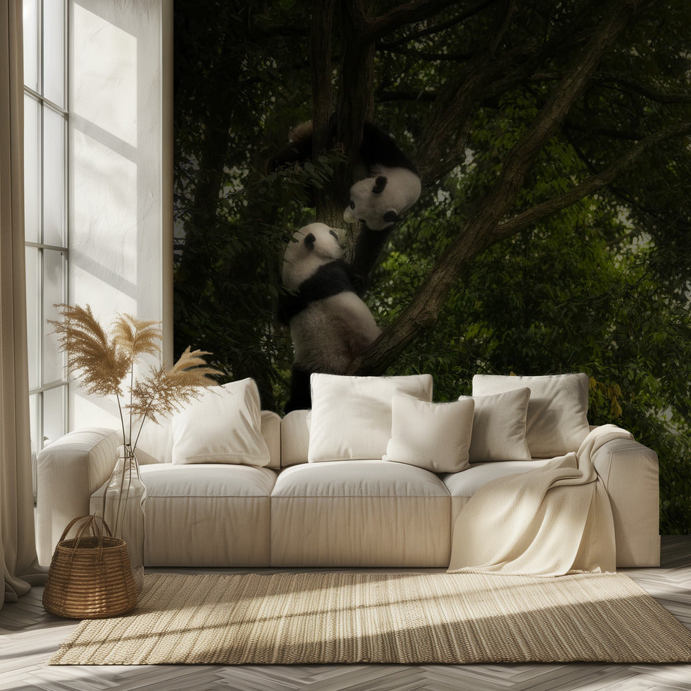 Panda | Achtergrond