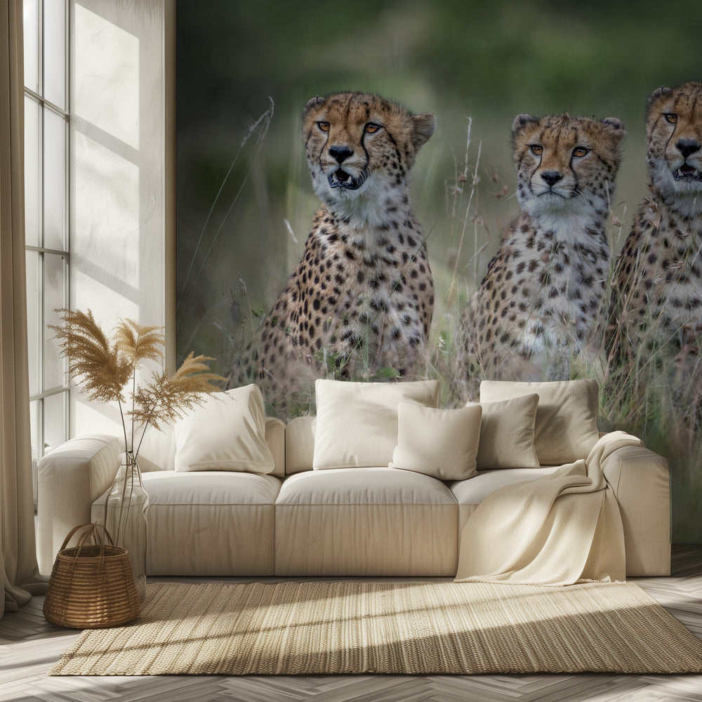Cheetawelpen | Achtergrond