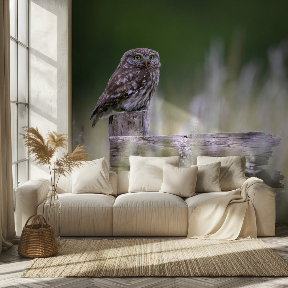 Kleine uil | Behang