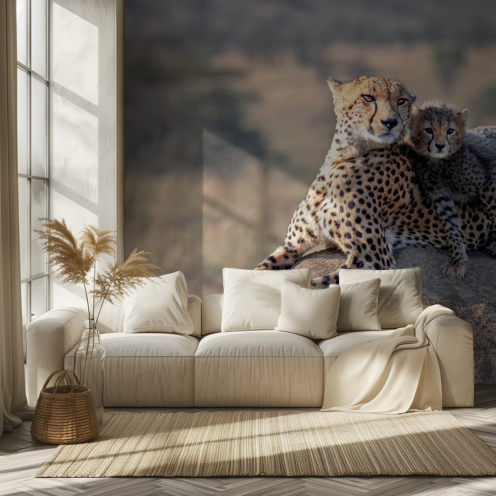 Cheetah en kopje! | Achtergrond