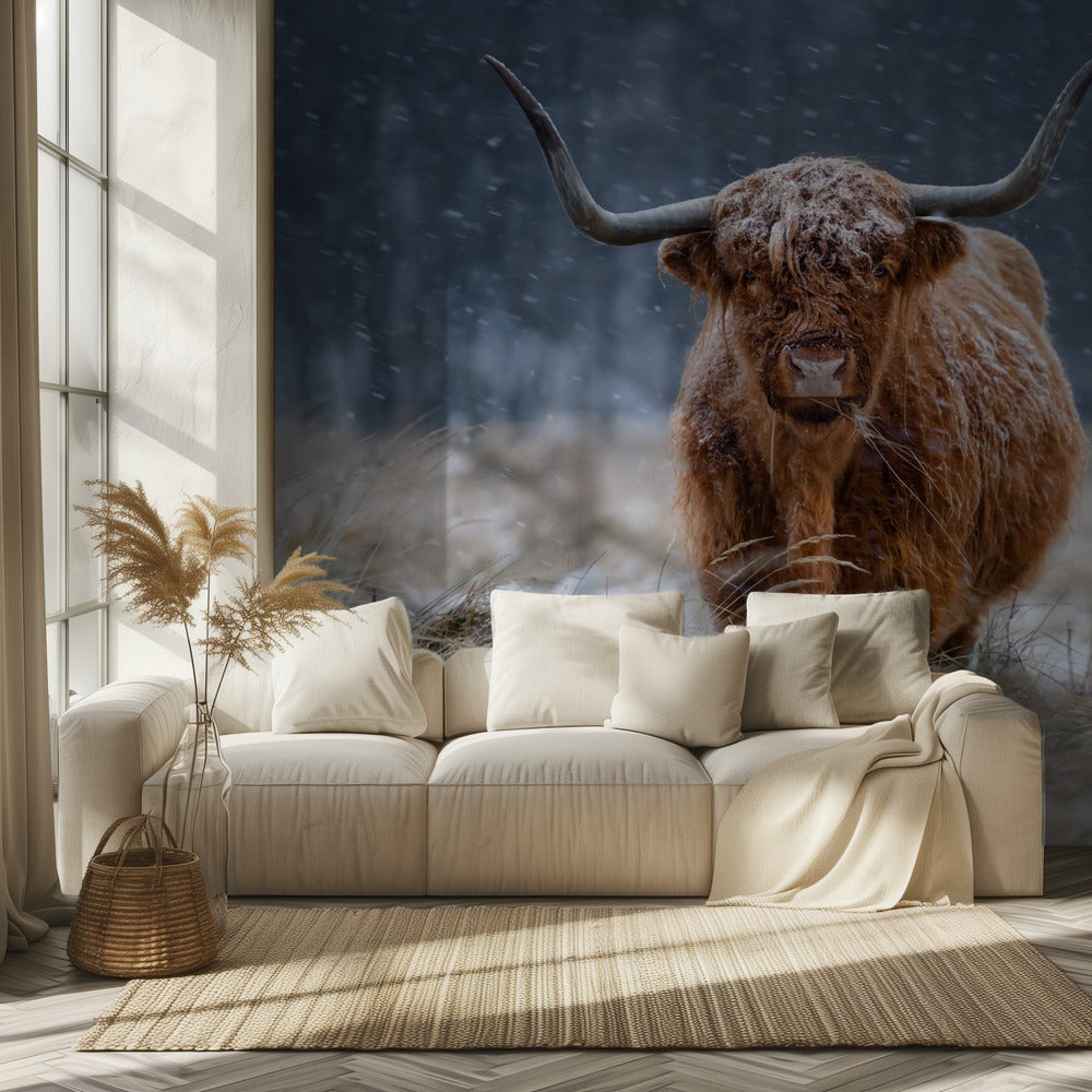 Snowy Highland cow | Wallpaper