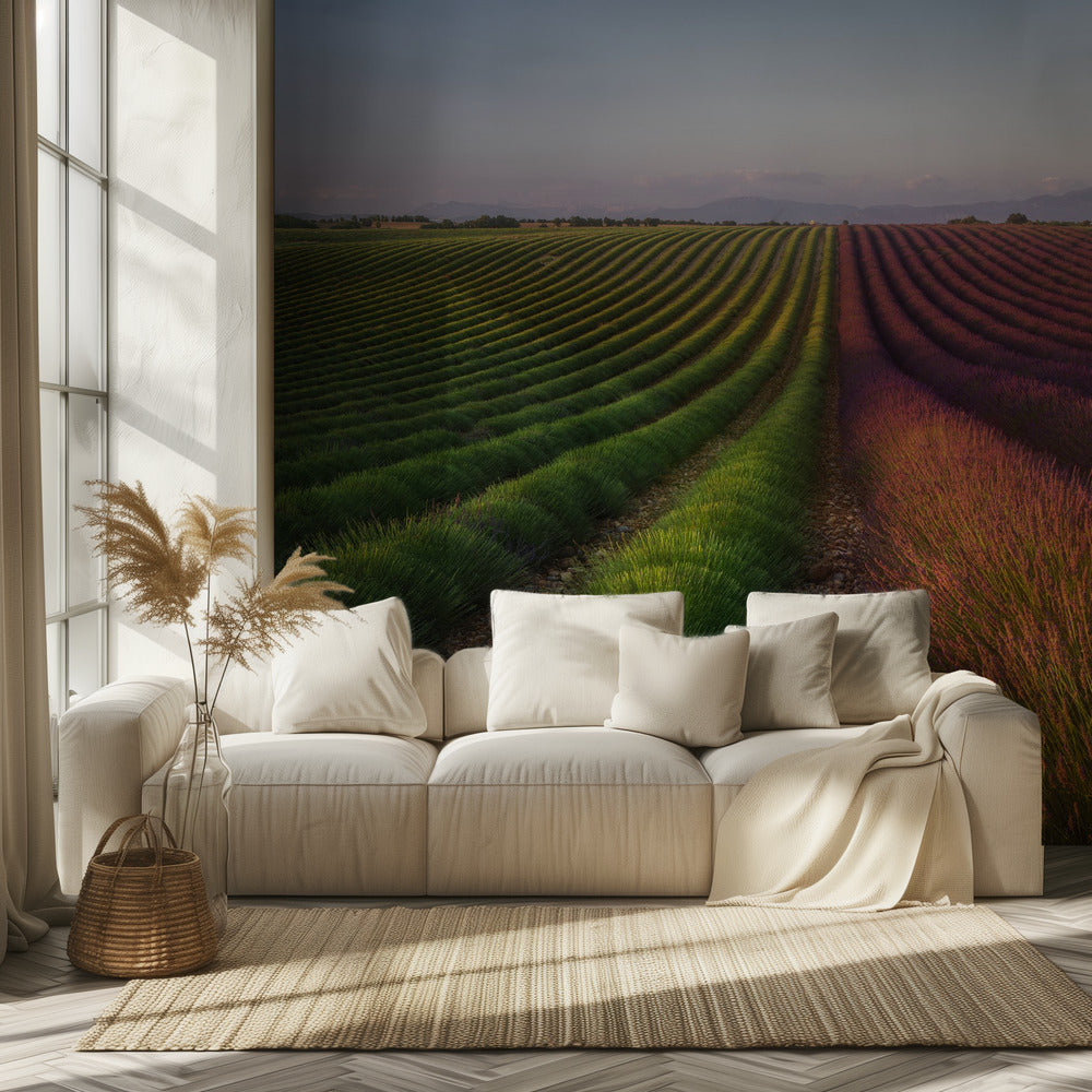 Lavendelveld | Behang