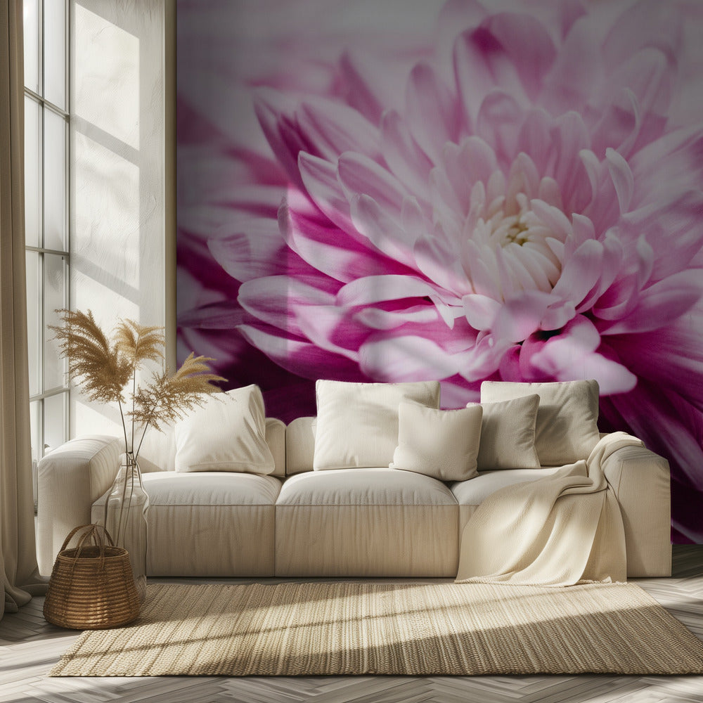 Roze chrysantenbloesem | Behang
