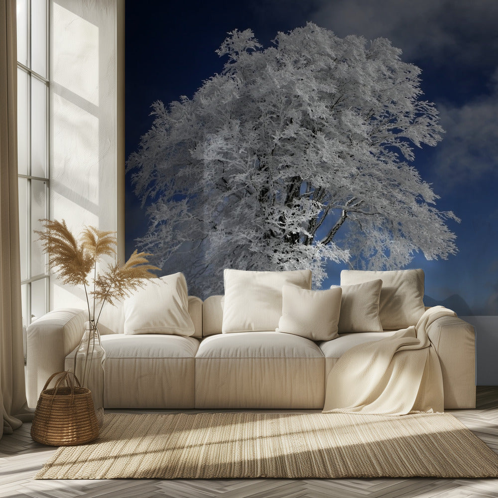 Witte Windbuche in het Zwarte Woud | Behang