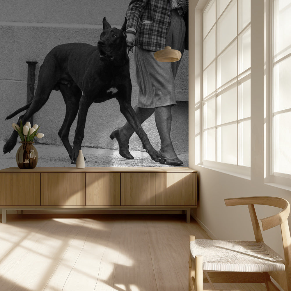 Duitse dog als lijfwacht (uit de serie "Boy meets girl") | Achtergrond