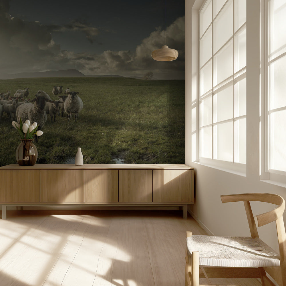Schapen | Behang