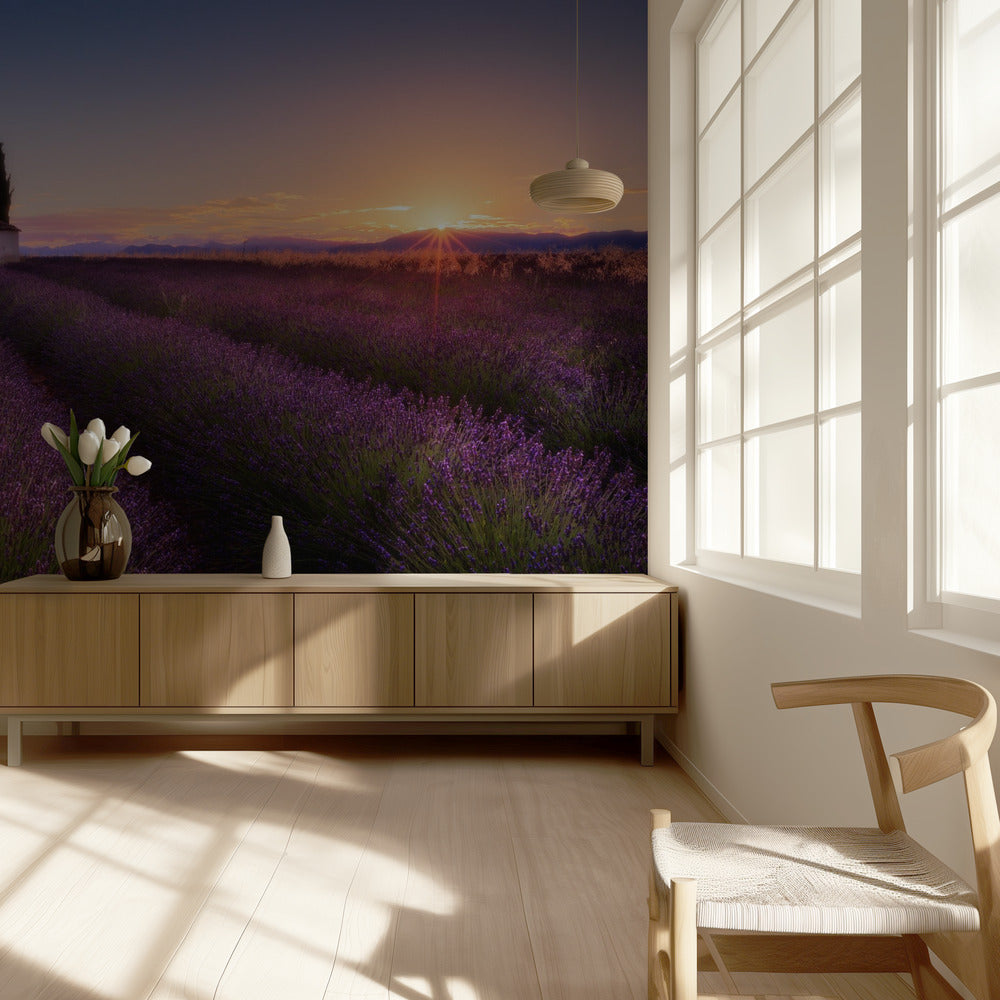 Provence Lavendel | Behang