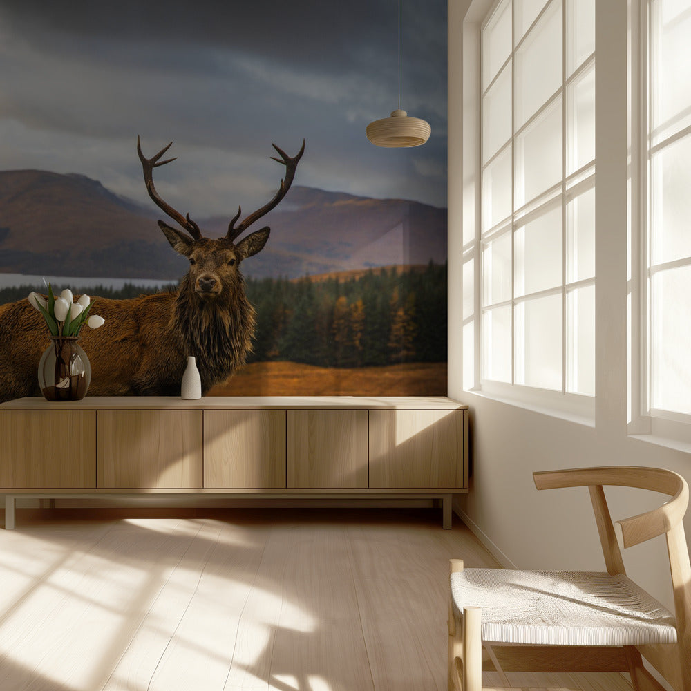 Schotse hert | Behang