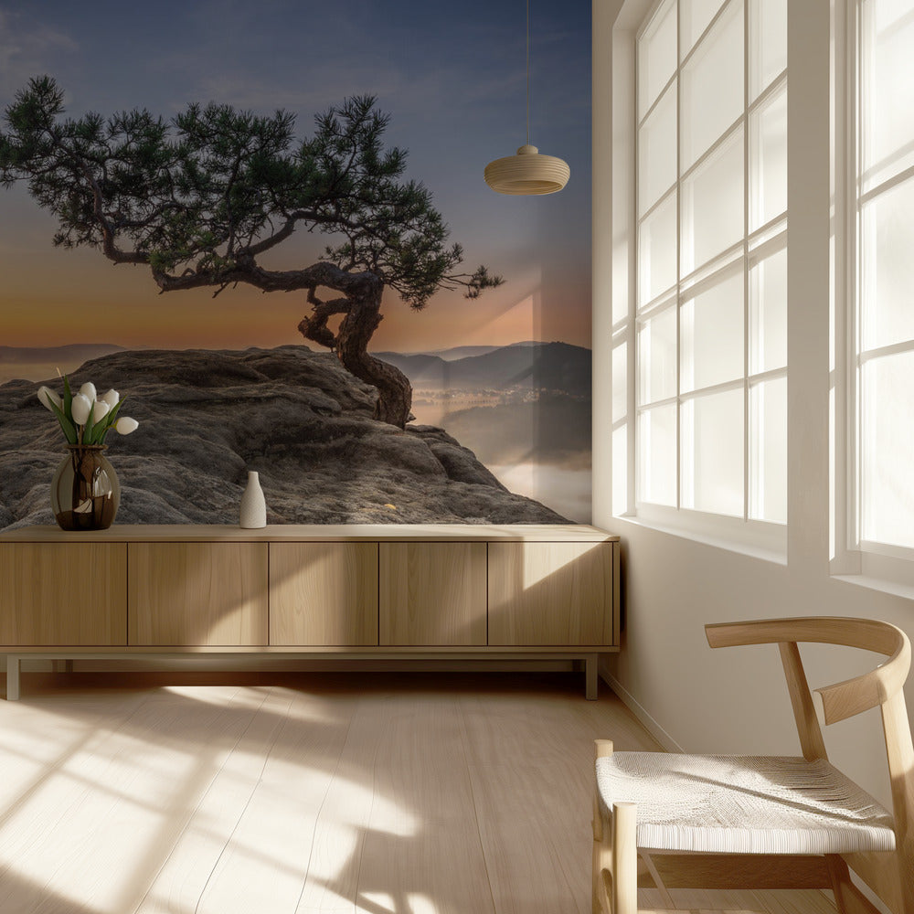 Oud grenen | Behang