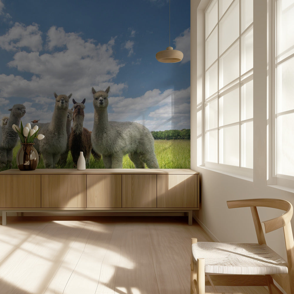 Stuur de Alpaca's op! | Behang