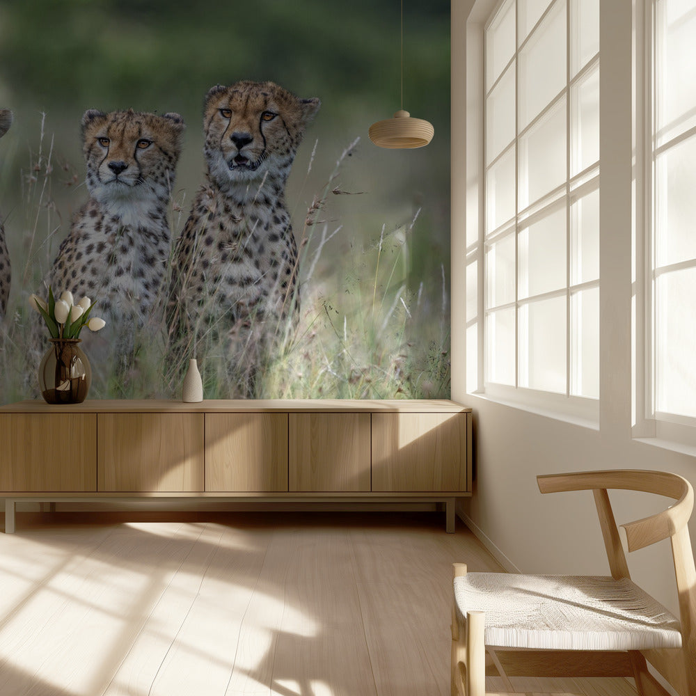 Cheetawelpen | Achtergrond