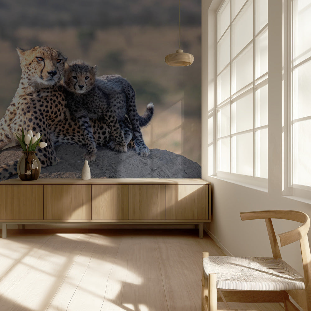 Cheetah en kopje! | Achtergrond