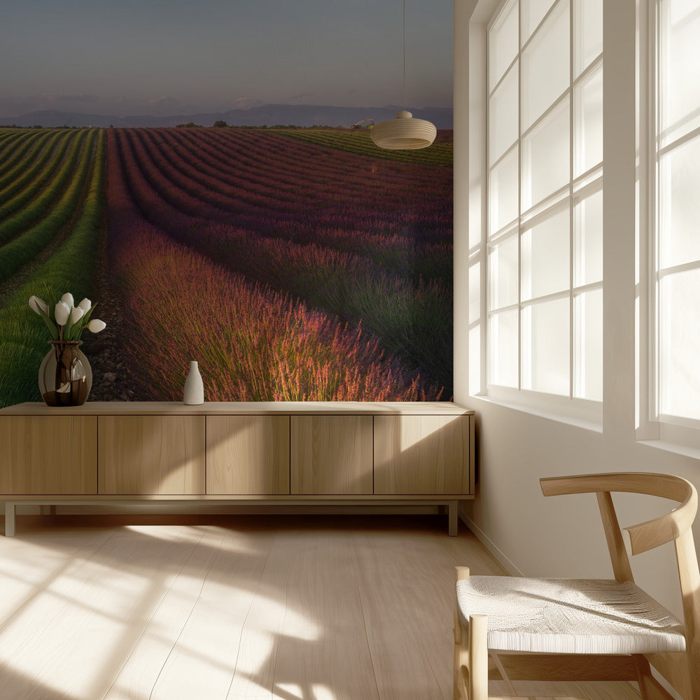 Lavendelveld | Behang