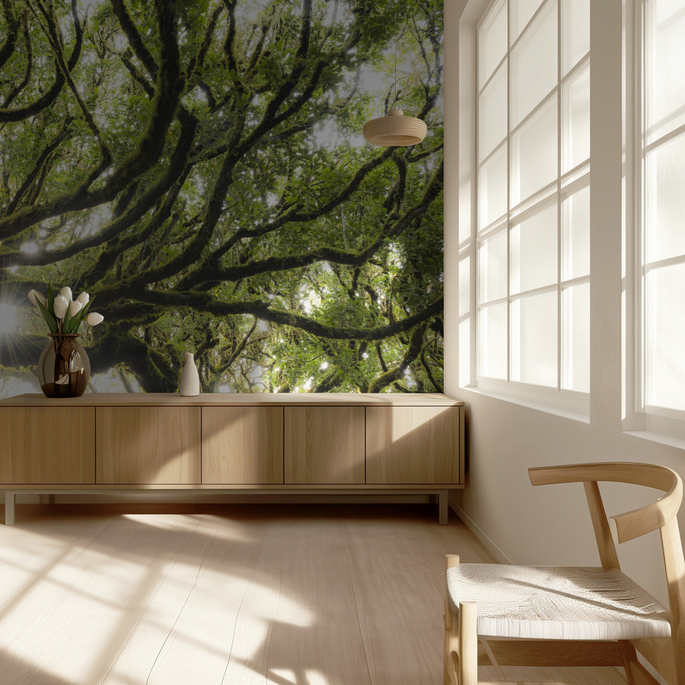 Groene Ster | Behang