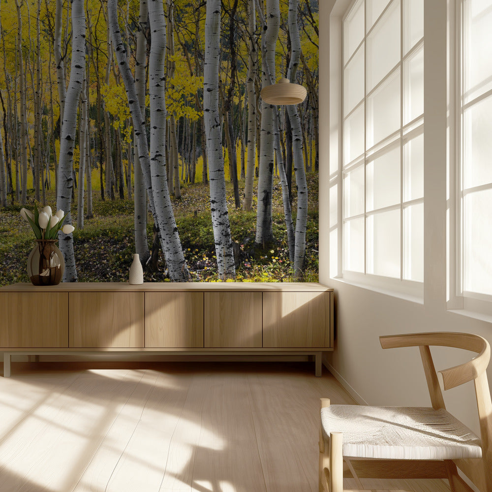 Herfstberken | Behang
