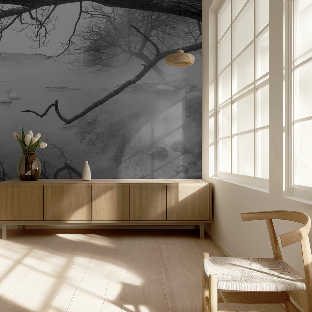 Zwanen in warmwaterbronnen | Behang